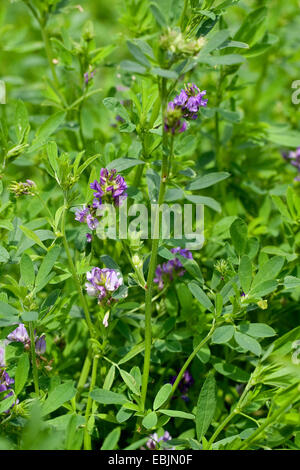 alfalfa, lucerne (Medicago varia), blooming Stock Photo