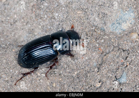 night-flying dung beetle, dung-beetle (Aphodius rufipes, Acrossus rufipes), on the ground, Germany Stock Photo