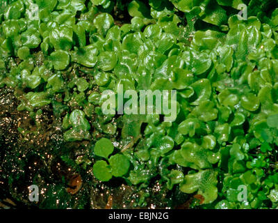liverwort (Marchantia polymorpha), on the ground, Germany Stock Photo