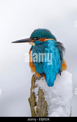 river kingfisher (Alcedo atthis), resting on a post, Germany, Lower Saxony