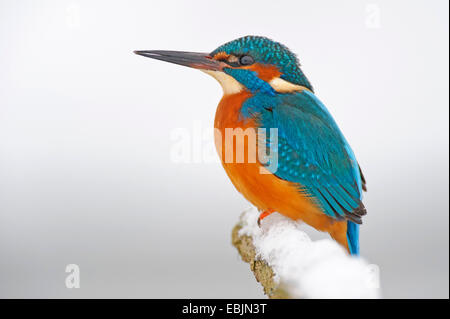 river kingfisher (Alcedo atthis), sitting on a snowcovered post, Germany, Lower Saxony