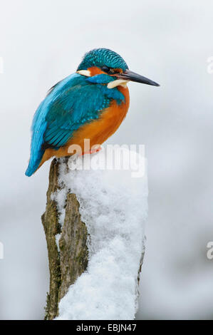 river kingfisher (Alcedo atthis), sitting on a snowcovered post, Germany, Lower Saxony