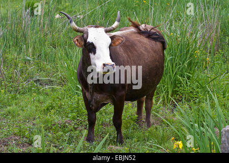 domestic cattle (Bos primigenius f. taurus), standing on a pasture, Croatia, Istria Stock Photo