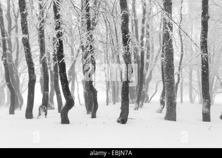 common beech (Fagus sylvatica), snow-covered beech forest in dense fog, Switzerland Stock Photo