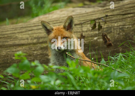 red fox (Vulpes vulpes), standing in a meadow in front of a dead trunk, Germany Stock Photo