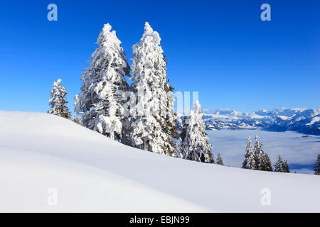 Norway spruce (Picea abies), panoramic view from the snow-covered Rigi, Switzerland Stock Photo