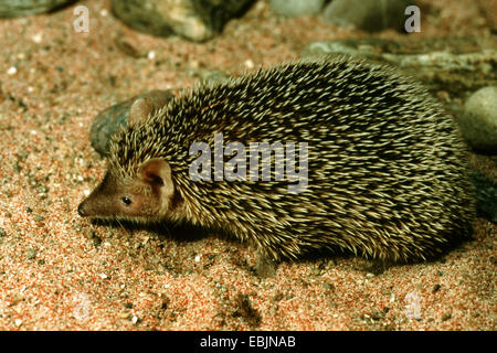lesser hedgehog-tenrec (Echinops telfairi), on sand ground Stock Photo