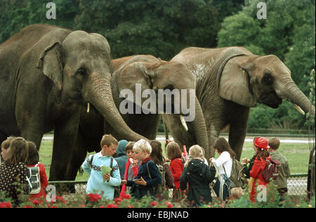 Asiatic elephant, Asian elephant (Elephas maximus), school class at the zoo in front of an open-air enclosure with three animals Stock Photo