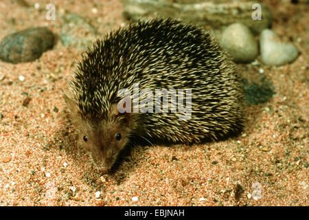 lesser hedgehog-tenrec (Echinops telfairi), on sand ground Stock Photo