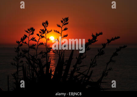 Agave, Century Plant (Agave americana), silhouette in sunset Stock Photo