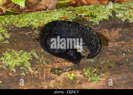 Black keel back slug, ashy-grey slug, ash-black slug (Limax cinereoniger), sitting on mossy deadwood, Germany Stock Photo