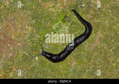 Black keel back slug, ashy-grey slug, ash-black slug (Limax cinereoniger), sitting on lichened deadwood, Germany Stock Photo