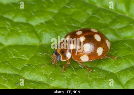 Calvia 14-guttata, cream-spot ladybird, cream spot ladybird, Cream Spotted Lady-beetle, Cream Spotted Ladybird (Calvia quatuordecimguttata), sitting on a leaf, Germany Stock Photo
