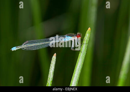 red-eyed damselfly (Erythromma najas, Agrion najas), male sitting at a stem, Germany Stock Photo