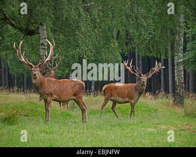 red deer (Cervus elaphus), three stags standing in the grass at a forest edge, Germany Stock Photo