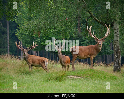 red deer (Cervus elaphus), three stags standing in the grass at a forest edge, Germany Stock Photo