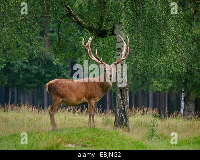 red deer (Cervus elaphus), stag standing in a meadow at a forest edge, Germany, Saxony, Erz Mountains Stock Photo