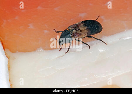 larder beetle, common larder beetle, bacon beetle (Dermestes lardarius), stored product pest on ham, Germany Stock Photo