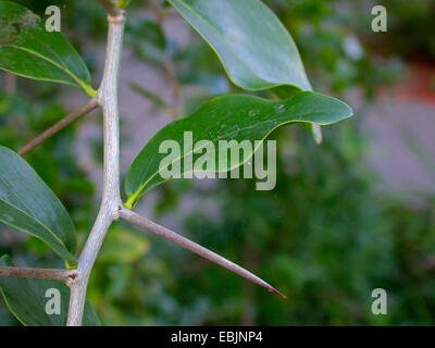 Umkokola, Kei apple (Dovyalis caffra, Aberia caffra), leaf and spike Stock Photo