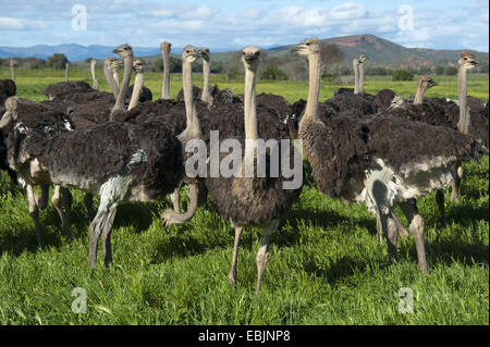 ostrich (Struthio camelus), flock of ostriches standing in meadow, South Africa, Western Cape, Oudtshoorn Stock Photo