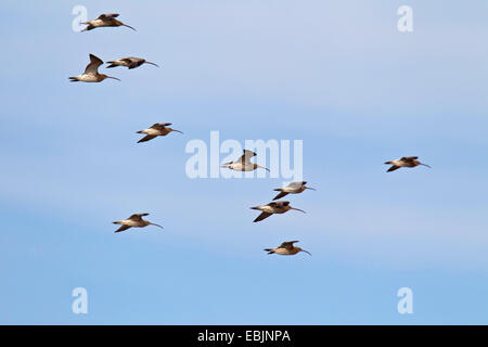 western curlew (Numenius arquata), flying flock, Germany, Schleswig-Holstein Stock Photo