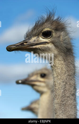 ostrich (Struthio camelus), portrait, South Africa, Western Cape, Oudtshoorn Stock Photo