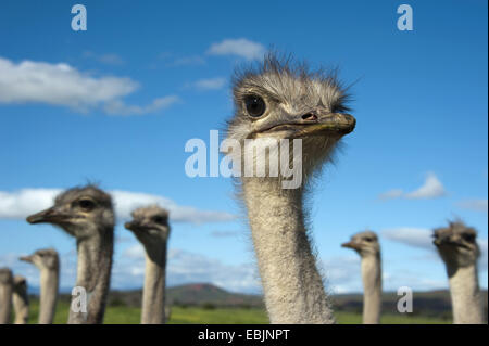 ostrich (Struthio camelus), portrait, South Africa, Western Cape, Oudtshoorn Stock Photo