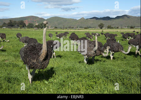ostrich (Struthionidae), flock of ostriches standing in meadow, South Africa, Western Cape, Oudtshoorn Stock Photo