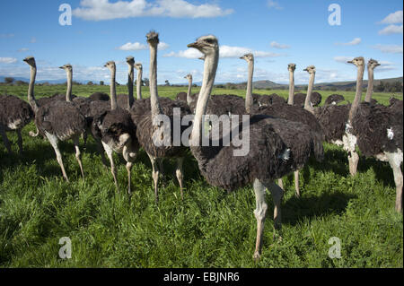 ostrich (Struthio camelus), flock of ostriches standing in meadow, South Africa, Western Cape, Oudtshoorn Stock Photo