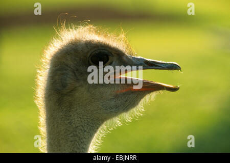 ostrich (Struthio camelus), portrait, side view, Kenya, Masai Mara National Park Stock Photo