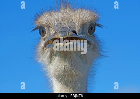 ostrich (Struthio camelus), with open beak, South Africa, Western Cape Stock Photo
