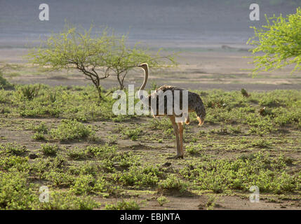 Somali Ostrich (Struthio camelus molybdophanes), female in evening light in savanna, Kenya, Samburu National Reserve Stock Photo