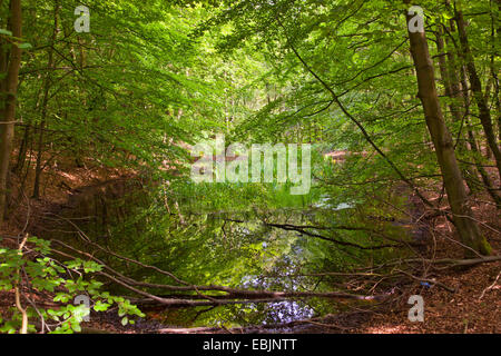 pond in a swamp forest, Germany, Mecklenburg-Western Pomerania Stock Photo