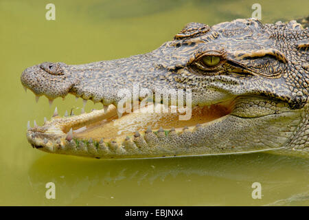 Siamese crocodile (Crocodylus siamensis), portrait, Thailand, Kao Yai Nationalpark Stock Photo