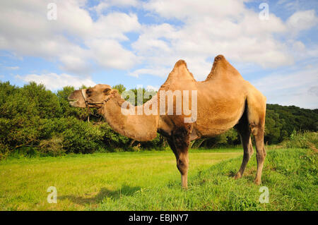 Bactrian camel, two-humped camel (Camelus bactrianus), standing in meadow, France Stock Photo