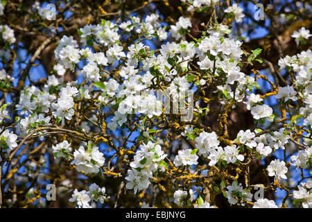 apple tree (Malus domestica), blossoms, Germany, Bavaria Stock Photo