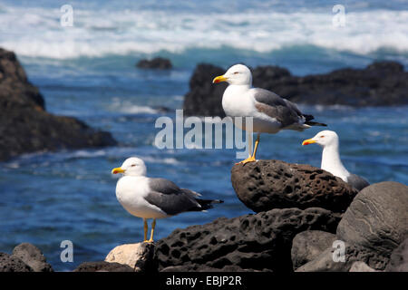 lesser black-backed gull (Larus fuscus), sitting on coastal rocks, Canary Islands, Lanzarote Stock Photo