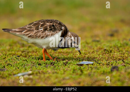 ruddy turnstone (Arenaria interpres), searching for food, Netherlands, Texel Stock Photo