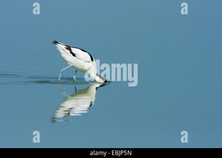 pied avocet (Recurvirostra avosetta), walking in shallow water with the beak dipped in while looking for food, Netherlands, Texel, West Fisia Stock Photo