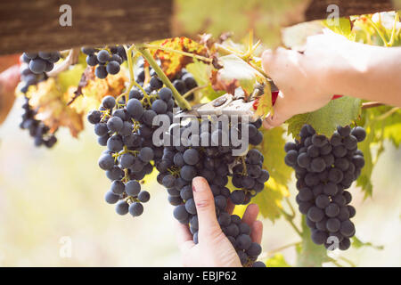 Close up of young womans hands cutting grapes from vine, Premosello, Verbania, Piemonte, Italy Stock Photo