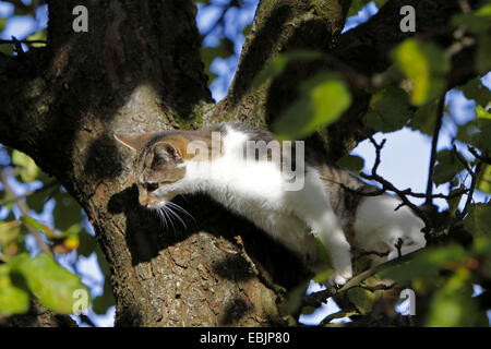 domestic cat, house cat (Felis silvestris f. catus), climbing on a tree Stock Photo