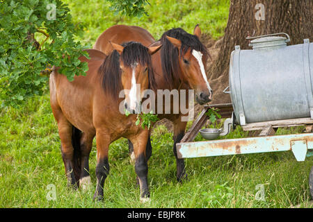 domestic horse (Equus przewalskii f. caballus), at a horsetrough feeding on oak leaves, Germany, Bavaria Stock Photo