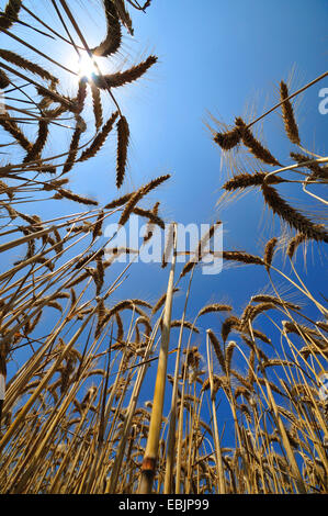 meadow barley (Hordeum secalinum), ripe corn field, France Stock Photo