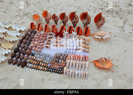 collected conchs, seashells and snail-shells on sandy beach, Tanzania, Sansibar Stock Photo