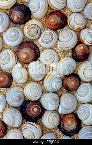 snail-shells, United Kingdom, Scotland Stock Photo