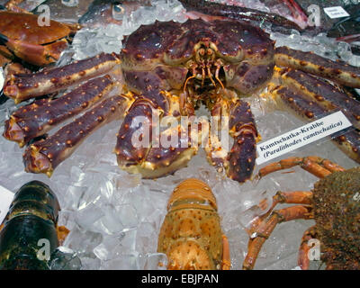 red king crab, Paralithodes camtschaticus (Paralithodes camtschaticus), lying on ice at a fish stand among other Crustaceans, Germany Stock Photo