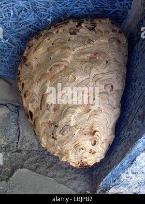 wasp   (Vespula cf. germanica), nest under the roof of a building, Germany Stock Photo