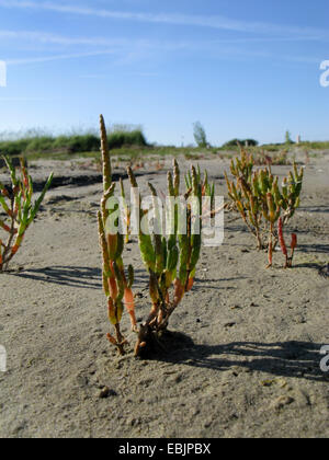 Long-spikes glasswort (Salicornia stricta, Salicornia dolichostachya), in the wadden sea, Germany, Baltrum, Lower Saxony Wadden Sea National Park Stock Photo