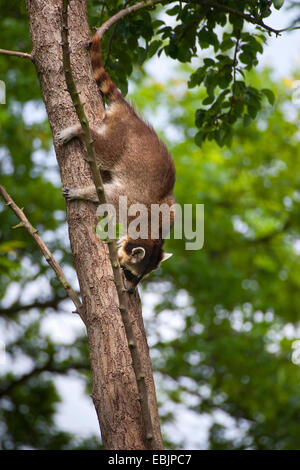 common raccoon (Procyon lotor), climbing down a tree trunk, Germany Stock Photo