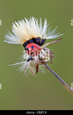 five-spot ladybird, fivespot ladybird, 5-spot ladybird (Coccinella quinquepunctata), sitting on a fruiting composite, Germany, Schleswig-Holstein, Naturschutzgebiet Reher Kratt Stock Photo